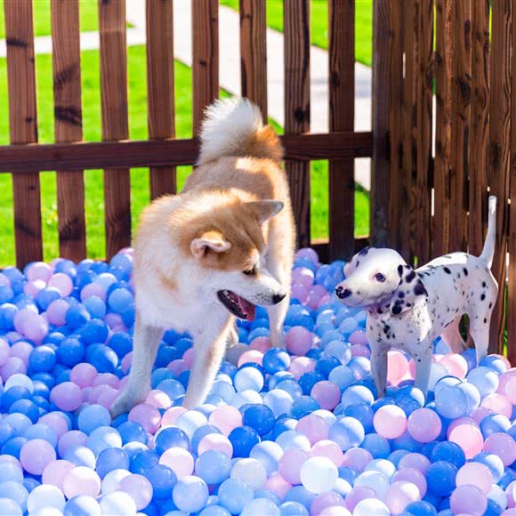 它岛野奢宠物寄养酒店游泳训练乐园:上海城区闵行区浦江镇附近