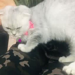 钛子萌宠工作室:上海城区闵行区浦江镇附近