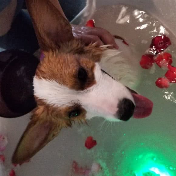 臻致宠物:上海城区闵行区浦江镇附近