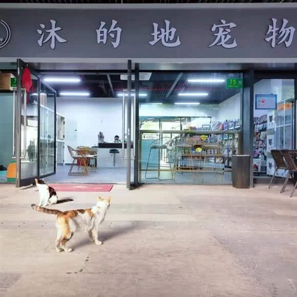 沐的地宠物(浦锦路店):上海城区闵行区浦江镇附近