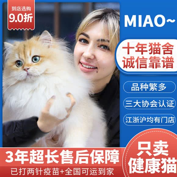 Miao布偶金渐层矮脚国际高端血统猫舍:上海城区闵行区浦江镇附近