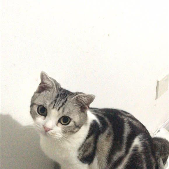 国际赛级猫生活馆:上海城区闵行区浦江镇附近