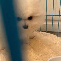 遇它宠物:上海城区闵行区浦江镇附近