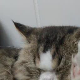 PETKIT小佩宠物(浦锦店):上海城区闵行区浦江镇附近