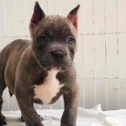 宠物美容工作室:上海城区闵行区浦江镇附近