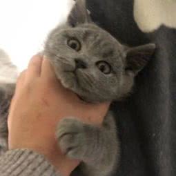 笑甜宠物猫舍:上海城区闵行区浦江镇附近