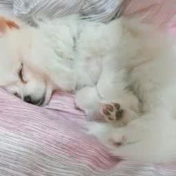 Nomi Home宠物酒店:上海城区闵行区浦江镇附近