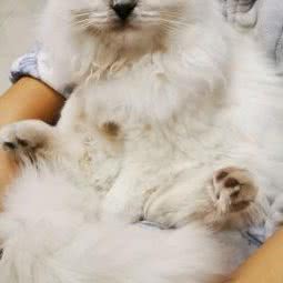 汪言喵语宠物会所:上海城区闵行区浦江镇附近