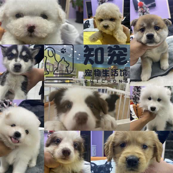 知宠宠物生活馆:上海城区闵行区浦江镇附近