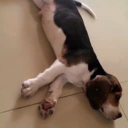 甲干宠物基地:上海城区闵行区浦江镇附近