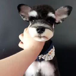 V尚宠艺美容工作室:上海城区闵行区浦江镇附近