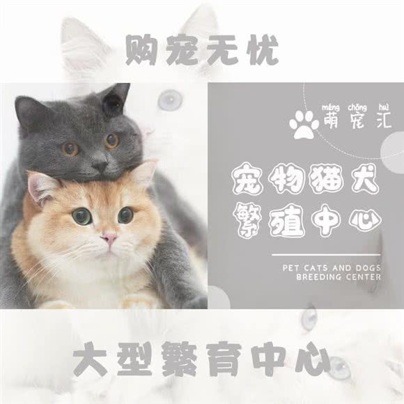 福宠汇?猫狗专卖精品店:上海城区闵行区浦江镇附近