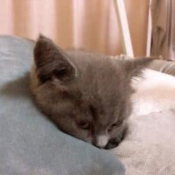 迪尤克宠物店:上海城区闵行区浦江镇附近