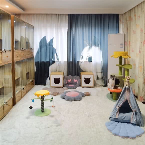 十喵九萌家庭式寄养公寓:上海城区闵行区浦江镇附近