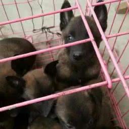 卖狗正规犬舍养殖场非狗贩子:上海城区闵行区浦江镇附近