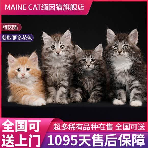Maine cat缅因猫猫舍旗舰店:上海城区闵行区浦江镇附近
