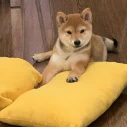 精品名猫馆(恒南路店):上海城区闵行区浦江镇附近