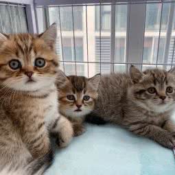 PūPūの猫舍:上海城区闵行区浦江镇附近