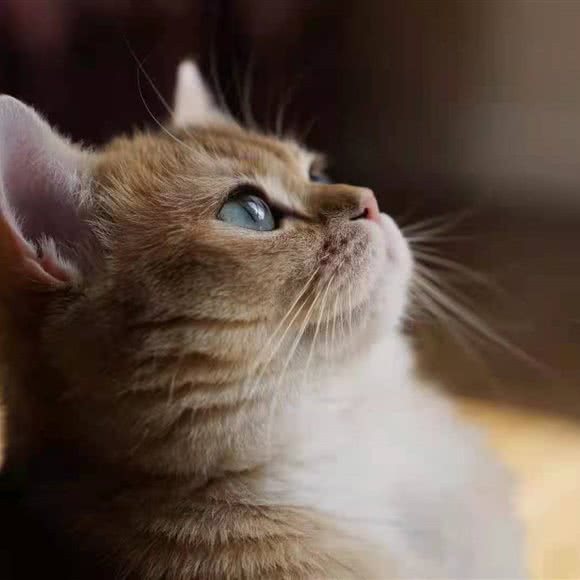 小萌cat布偶矮脚猫舍:上海城区闵行区浦江镇附近