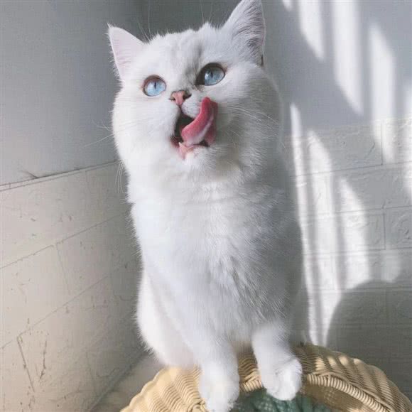 Baby私房猫舍(浦江店):上海城区闵行区浦江镇附近