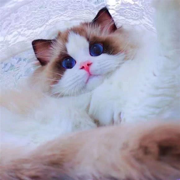 SMOG CFA 猫舍:上海城区闵行区浦江镇附近