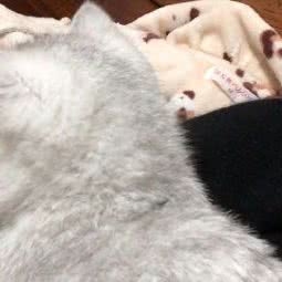 潇の喵咪国际名猫馆:上海城区闵行区浦江镇附近