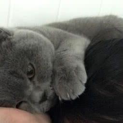 深蓝猫舍:上海城区闵行区浦江镇附近