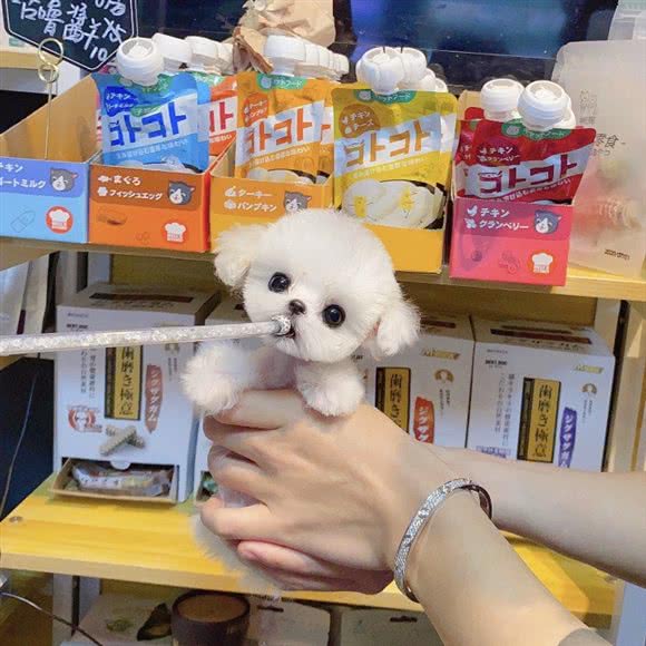 宠爱汪族:北京城区海淀区清河附近