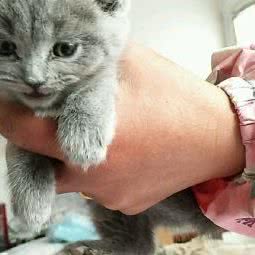 上南猫舍:上海城区闵行区浦江镇附近