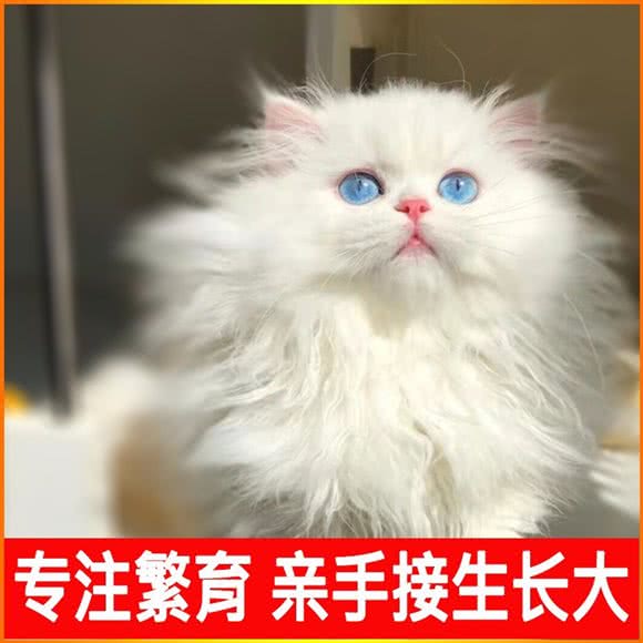 Vmee拿破仑矮脚·英长猫舍:上海城区闵行区浦江镇附近