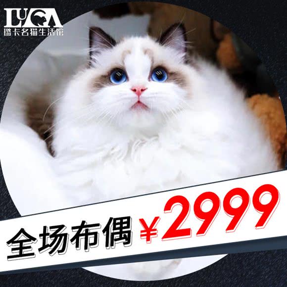 Antonio璐卡名猫生活馆:上海城区闵行区浦江镇附近