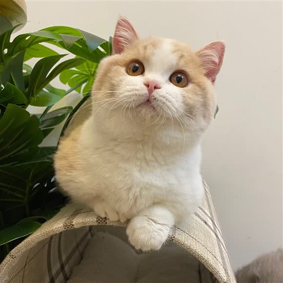 元气喵喵·精品曼基康·查理五世·矮脚猫舍:上海城区闵行区浦江镇附近