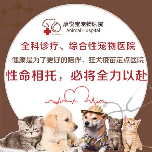 康悦宝宠物医院:上海城区闵行区浦江镇附近