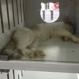 秀禾宠物:上海城区闵行区虹梅路附近