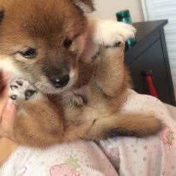 嘻哈帮宠物会所:上海城区闵行区万源城/东兰路附近