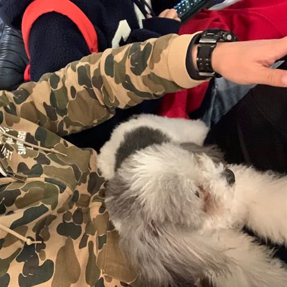 GoGoPlay宠物乐园:上海城区闵行区万源城/东兰路附近