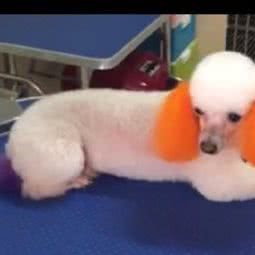 乐之哆宠物:上海城区闵行区春申地区附近