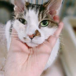 波比宝贝宠物店(好爱广场店):上海城区闵行区春申地区附近