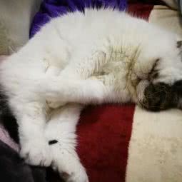 尚瑕迪·寄养:上海城区闵行区春申地区附近