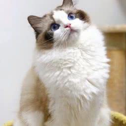 专售稀有拿破仑布偶猫猫舍:上海城区闵行区春申地区附近