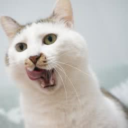 诺雅猫公馆:上海城区闵行区虹桥火车站/机场附近