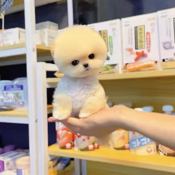 宠乐多猫狗专卖店:上海城区闵行区虹桥火车站/机场附近