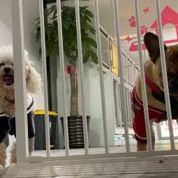 圣宠宠物(都会路店):上海城区闵行区颛桥/北桥附近