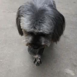 宠宸宠物(颛盛路店):上海城区闵行区颛桥/北桥附近