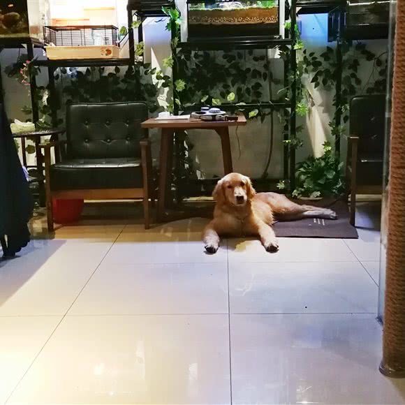 百帕·盾盾熊宠物(万达广场店):上海城区闵行区颛桥/北桥附近