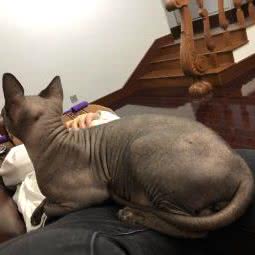 叮铛宠物:上海城区闵行区颛桥/北桥附近