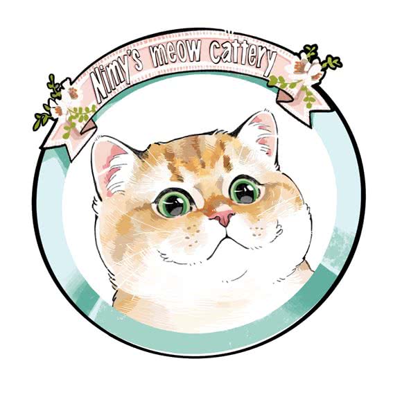 尼美·英短英长稀有色渐层猫舍:上海城区闵行区颛桥/北桥附近