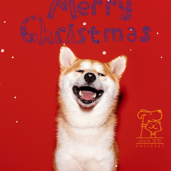 Uncle宠物(繁兴路店):上海城区闵行区华漕附近