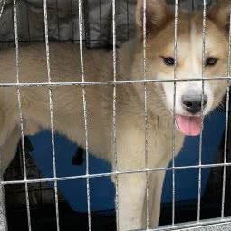 旺旺宠物(纪信路店):上海城区闵行区虹桥火车站/国展中心附近