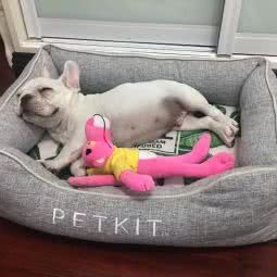 happy萌宠家庭寄养:上海城区闵行区虹桥火车站/国展中心附近